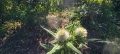 Enlarge photo 29