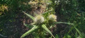 Enlarge photo 34