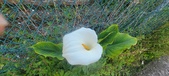 Enlarge photo 103
