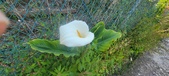 Enlarge photo 109