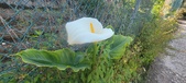 Enlarge photo 110