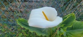 Enlarge photo 111