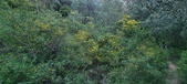 Enlarge photo 191