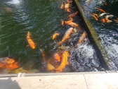 Enlarge photo 48