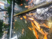 Enlarge photo 50