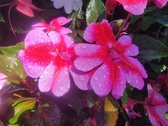 Enlarge photo 245