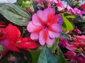Enlarge photo 243