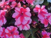 Enlarge photo 247