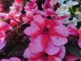 Enlarge photo 246