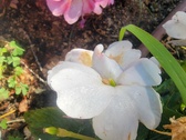 Enlarge photo 239