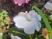 Enlarge photo 238
