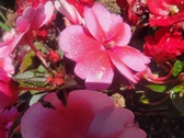 Enlarge photo 237