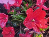 Enlarge photo 234