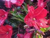 Enlarge photo 233
