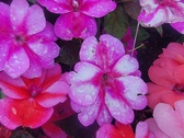 Enlarge photo 232