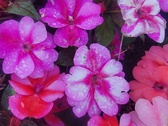 Enlarge photo 231