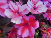 Enlarge photo 230