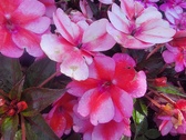 Enlarge photo 229