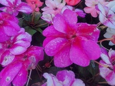 Enlarge photo 228