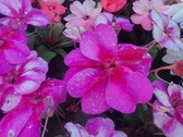 Enlarge photo 227