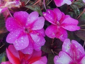 Enlarge photo 226