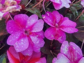 Enlarge photo 225