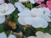Enlarge photo 224
