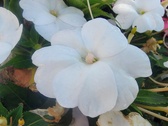 Enlarge photo 223