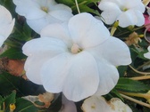 Enlarge photo 222