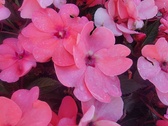 Enlarge photo 221