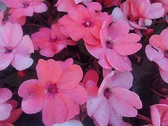 Enlarge photo 220