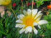 Enlarge photo 218
