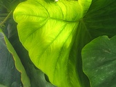 July plants