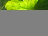 Enlarge photo 45