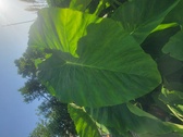 Enlarge photo 35