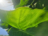 Enlarge photo 36