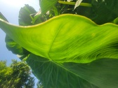 Enlarge photo 37