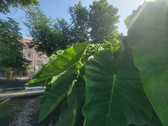 Enlarge photo 40
