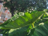 Enlarge photo 38