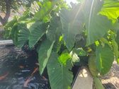 Enlarge photo 43