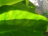 Enlarge photo 49