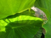 Enlarge photo 51