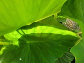 Enlarge photo 52