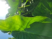 Enlarge photo 54