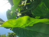 Enlarge photo 59