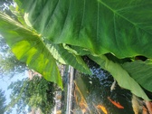 Enlarge photo 57