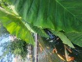 Enlarge photo 58