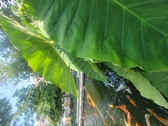 Enlarge photo 60