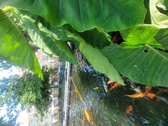 Enlarge photo 61