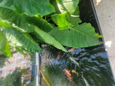 Enlarge photo 62
